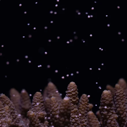 Coral, Acropora millepora, releasing egg sperm bundles during a planned spawning event at Horniman Museum and Gardens